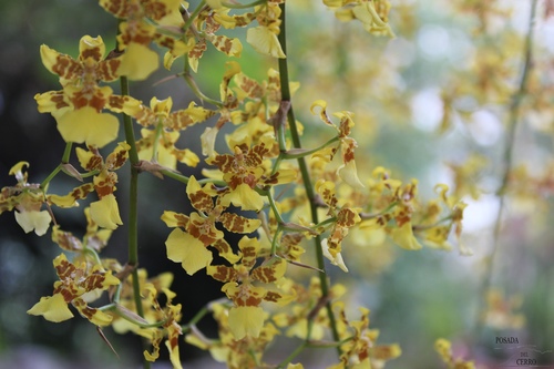 Oncidium sphacelatum