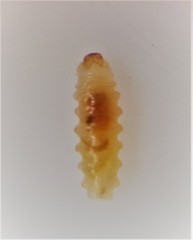 Peristoreus cruciger