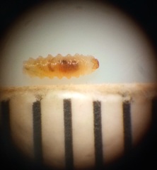Peristoreus cruciger