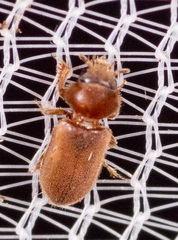 Tropicus pusillus