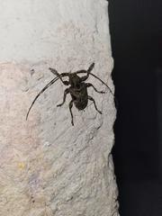 Lagocheirus araneiformis