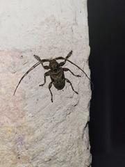 Lagocheirus araneiformis