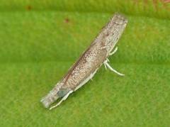 Culladia hastiferalis