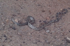 Pituophis lineaticollis