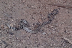 Pituophis lineaticollis