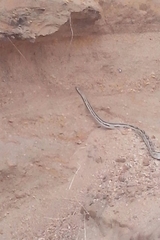 Pituophis lineaticollis