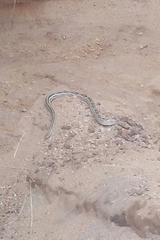 Pituophis lineaticollis