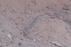 Pituophis lineaticollis