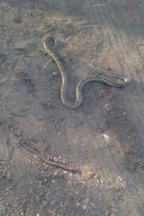 Pituophis lineaticollis