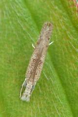 Culladia hastiferalis