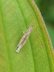 Culladia hastiferalis