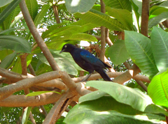 Lamprotornis purpuroptera