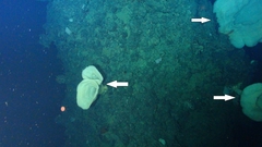 Chonelasma