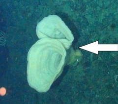 Chonelasma