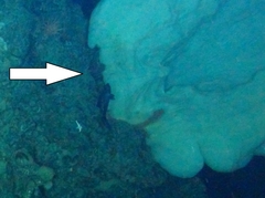 Chonelasma