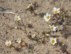 Linanthus inyoensis