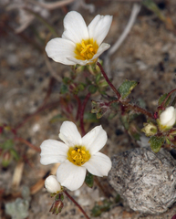 Linanthus inyoensis