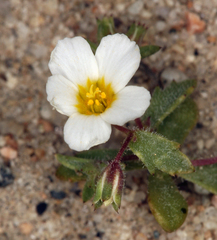 Linanthus inyoensis