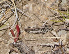 Austroicetes