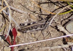 Austroicetes