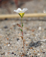 Linanthus inyoensis