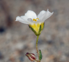 Linanthus inyoensis