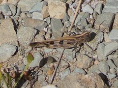 Chortoicetes terminifera