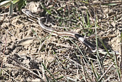 Dromicodryas bernieri