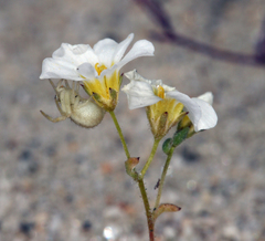 Linanthus inyoensis
