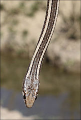 Dromicodryas bernieri