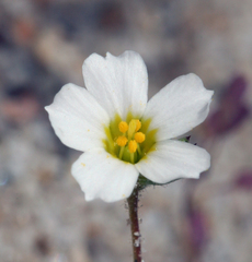 Linanthus inyoensis