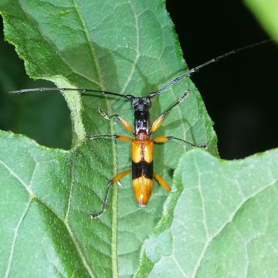 Thoracibidion fasciiferum