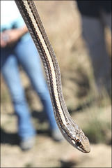 Dromicodryas bernieri