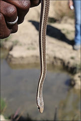 Dromicodryas bernieri