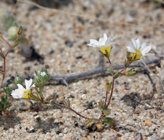 Linanthus inyoensis