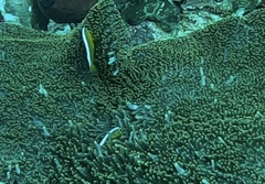 Amphiprion sandaracinos