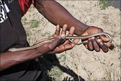 Dromicodryas bernieri