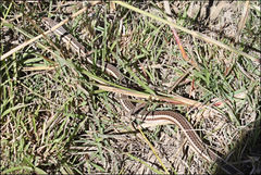 Dromicodryas bernieri