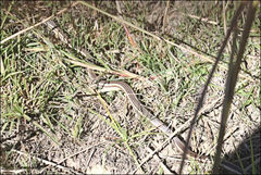 Dromicodryas bernieri