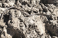 Dromicodryas bernieri