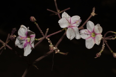 Commicarpus brandegeei