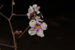 Commicarpus brandegeei