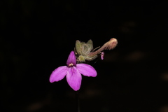 Justicia austrocapensis