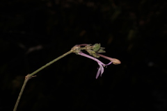 Justicia austrocapensis