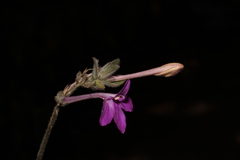 Justicia austrocapensis