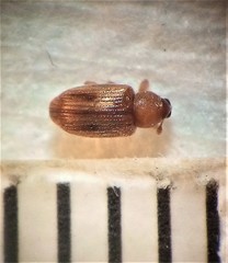 Peristoreus cruciger