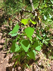 Homalanthus stillingiifolius