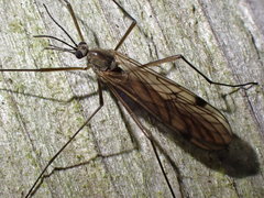 Cramptonomyia spenceri