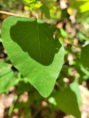 Homalanthus stillingiifolius