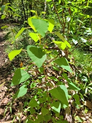 Homalanthus stillingiifolius